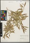 Foto von Salix pycnostachya Andersson